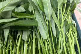 【水耕栽培】夏限定！シャキシャキ空心菜（エンサイ）500g (250g*2)