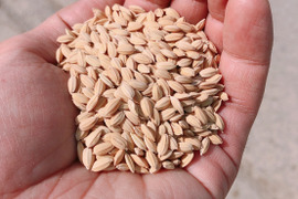 【新米・白米】自然栽培・在来種：滋賀旭1．8kg（12合入）白米　令和4年産