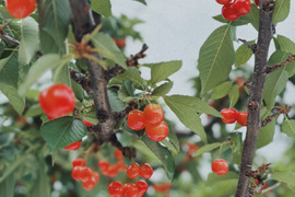 ❤︎ さくらんぼ 紅秀峰 1㎏