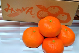 蔵出し貯蔵晩生みかん(2Lサイズ箱込み約3kg)