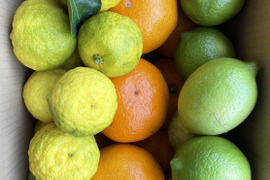 冬の柑橘類詰め合わせ（みかん、レモン、ゆず）箱込約３ｋｇ