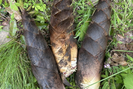 【丹波産】朝採りのたけのこ2kg