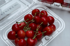 【予約2025年6月下旬〜】やまがた紅王🍒さくらんぼ新品種！フードパック4個(200g×4)2Lイズ