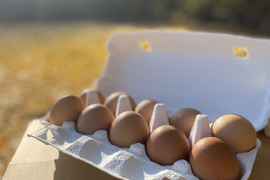 【平飼い 有精卵】自然養鶏「子持生命卵 IBUKI（いぶき）」10個パック