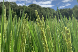 【自然栽培コシヒカリ】玄米5kg 新米です！令和5年度兵庫県産 農薬肥料不使用の自然栽培米