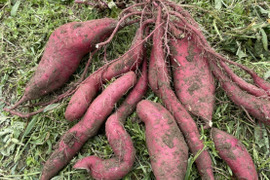 ご予約開始!!紅はるか3kg🍠兵庫県丹波産【お米農家の作るさつまいも】農薬・化学肥料不使用 自家製燻炭・こだわり鶏糞の有機肥料使用!!紅はるか・大きさいろいろ 小キズあり