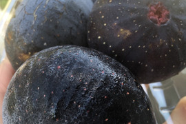 樹上完熟いちじく　ビオレソリエス【300g×4パック】栽培期間中農薬.化学肥料不使用