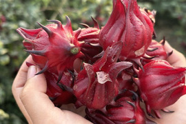 採れたて！新鮮！【生ローゼル】1ｋｇ