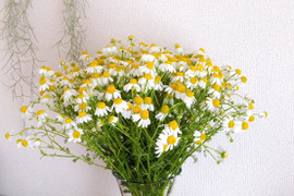 《母の日ギフト》ハーブティーでも楽しめる！オーガニックカモミールの花束を畑より直送！