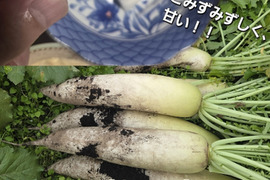 『お試し安売り販売』超旨！甘！自然栽培　【洗い】大根