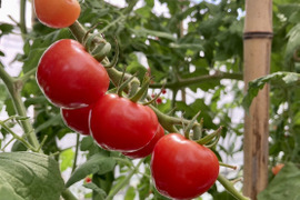 【予約販売開始】とうもろこし入り旬野菜セット（１２０サイズ）