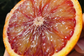 ふるさと納税の返礼品！　最高級　美肌オレンジ🍊　秀品　5kg
