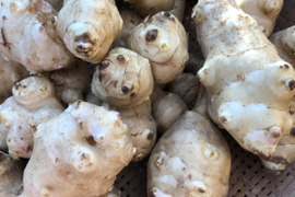 キクイモ（菊芋）　900ｇ入り　【農薬不使用】　♪　イヌリンのパワー♪　健康食品！！
しゃきしゃき感がクセになりそう【限定10セット】