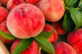 【なめらかホロホロ食感紅くにか】自分好みの桃探し本場山梨桃の品種指定大容量パッケージ☆朝どれ高級もも☆お中元ギフトや家庭用・ハイセンスな贈り物にぴったり🍑2026年7月下旬～発送🍑