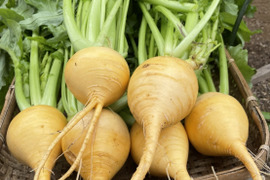 【無くなり次第終了！】pono farm.ホクホク美味しい根菜セット♪