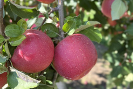 超~お得☆葉とらず早生ふじ☆藤崎町産 約3㌔ 8玉~12玉 ☆