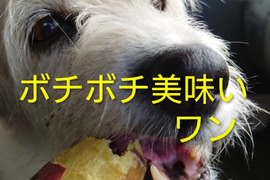 【自然栽培】ちょっと訳有❗サツマイモ
（シルクスイート）　60サイズ1.5kg　　※商品説明をご一読の上、「常温便」、「クール便」をご指定下さいませ。