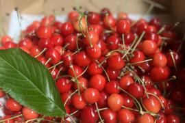 (特別価格！！！)山形県産　さくらんぼ　紅さやか　訳あり700g