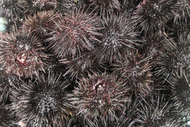 数量限定　発送日に水揚げ‼︎ 天然物　朝採れキタムラサキウニ　生きたままお届け。