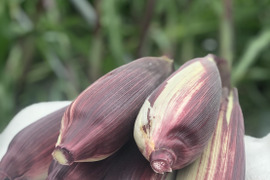 にし阿波産モチモチ太郎パープル、バイカラ－ミックス7～10本程80ｻｲｽﾞDBに満杯詰め！
　　しっかり実入りし、たっぷりのモチモチ感と自然の甘さ！
　　産地直送、朝採りでお届けします！