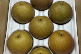 残りわずか(レビュー希望価格！)鳥取県産「甘太(かんた)」2.5キロ(6-9玉)、出荷開始！たにがみ農園☆果汁あふれる梨！新しい品種で希少な為なくなり次第終了！谷上農園、鳥取県鳥取市佐治町産