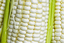 栽培期間農薬不使用　生で食べれる白いトウモロコシ　ホワイトショコラ　4〜5本