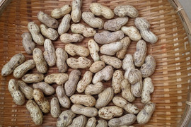 落花生（おおまさり）　1Ｋｇ（最低100個～）