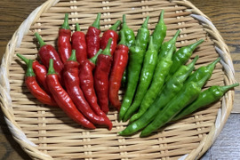 辛い!でかい!うまい!幻のとうがらし『香川本鷹』赤青セット(赤100g青100g)