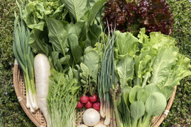 新鮮！旬の野菜セット【Sサイズ：約2.5〜3kg】【10品目】農薬・化学肥料不使用