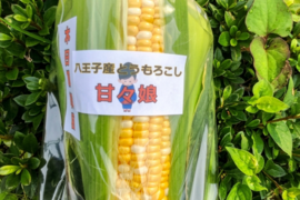 6【朝どれ】L以上　甘々娘　収穫日発送  東京都八王子産 とうもろこしトウモロコシ 新鮮スイートコーン 6本