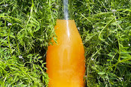 【超希少高級】丸ごとギュッと凝縮！濃厚な伊予柑ネクター“贈答・720ml”