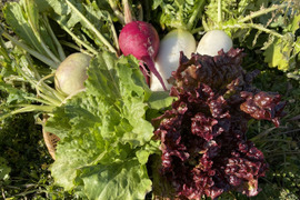 自然のめぐみからできたお野菜セット（訳あり）【3～6種類、5～7㎏程度】