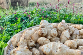 おおふくの菊芋 5キロ〜生でシャキシャキ加熱でほくほく〜 京都府産農薬不使用有機肥料栽培