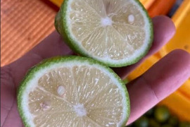 【規格外】四万十産🟢🍋🟢温室グリーンレモン❷㌔　ー９月初旬までの限定ー