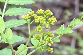 森育ち！天然の花山椒　20g