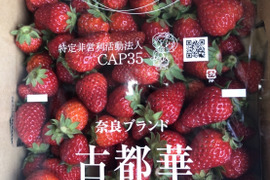 奈良県ブランド高級いちご(古都華)お得用1キロ箱入り