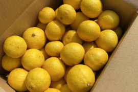 爽やかな香り〜♪ 黄金柑（ゴールデンオレンジ）たっぷりお得な3kg