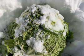 【冬ギフト】「１年に１度しか味わえない、雪中白菜のお届けに参りました」　≪雪国で育まれた水分・甘みたっぷりの白菜≫　兵庫県香美町産「雪ぶとん白菜」（3玉箱入）