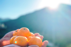 【甘み＆食べやすさ】の二刀流！西果樹園みかんの代表格！西幸みかん【早生みかん５キロ】