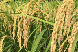 新米先行予約割！令和4年度熊本県産自然栽培イセヒカリ　天日干し玄米　5kg