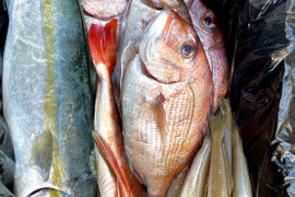 【今年も宜しくお願いします！】愛知，日間賀島 島漁師直送 中小盛り《魚セット》
3人で贅沢コース 3Kg±
~朝採れ発送‼︎鮮魚BOX