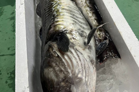 【今だけ数量限定】　タラのあら汁用あら　(頭、カマ、ハラス)　約2ｋｇ