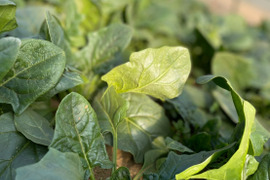 【農薬化学肥料不使用】ほうれん草の甘みを堪能！！1kg　露地栽培