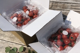 【糸島産】味が濃くて甘い♪ ミニトマト2キロ