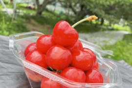 ※数量限定※新品種　紅王登場！！！山形県産　【500円サイズ】　2L〜5L　父の日　ギフト　贈答用　家庭用