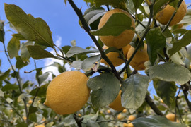 【農薬不使用】ビックサイズ❗️エビス農園の完熟レモン（9Kg）