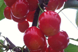 2026年予約販売山形県産さくらんぼ　紅秀峰　500グラム