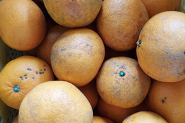 自然栽培🍊甘夏Ｂ品　５kg🍊昔ながらのホロ苦さが大人の味🍊見た目の悪いものになります