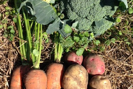 子どもの野菜　栽培期間中農薬不使用・自然栽培　ブロッコリー、人参、ジャガイモ　ベスト３選　80サイズ