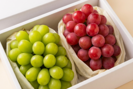 旬の味覚を贅沢に味わう葡萄セット 2房/1kg（シャインマスカット+おすすめ品種）